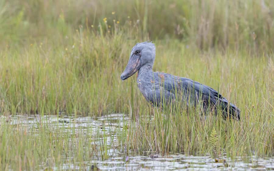 1-Day Mabamba Shoebill Birding Tour in Lake Victoria Entebbe - Key points to know before booking