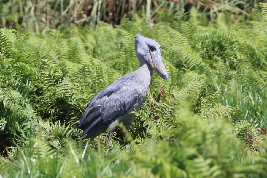1-Day Mabamba Shoebill Birding Tour in Lake Victoria Entebbe - Crossing Lake Victoria by boat