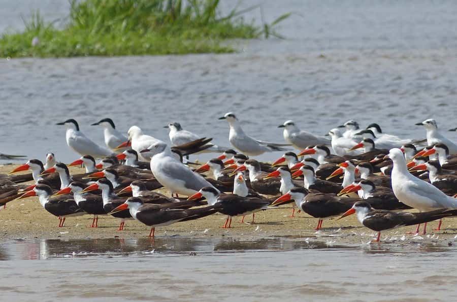 1-Day Mabamba Shoebill Birding Tour in Lake Victoria Entebbe - Switching to a small canoe in Mabamba
