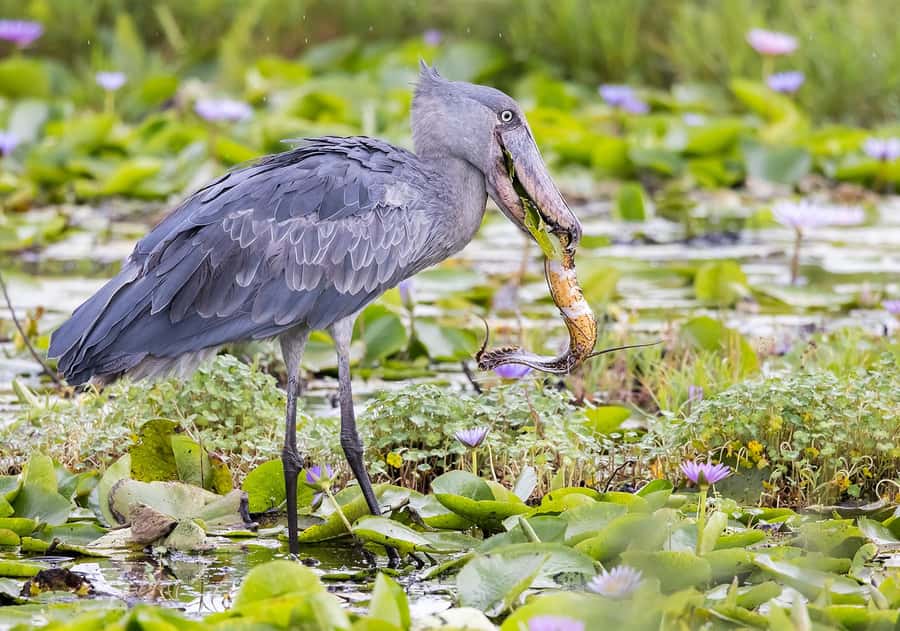 1-Day Mabamba Shoebill Birding Tour in Lake Victoria Entebbe - The early pickup and ride to Nakiwogo Landing Site