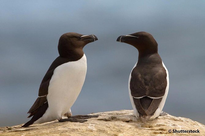 1000 Little Penguins Cruise - Starting at Berthier-sur-Mer at 9:15 a.m.