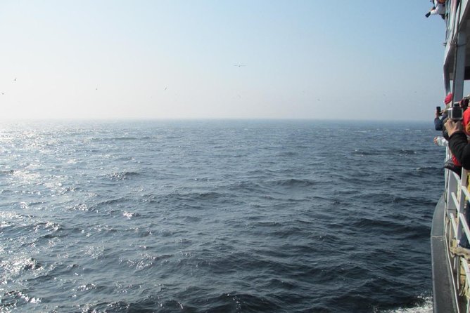 1000 Little Penguins Cruise - The Pilier de bois bird site