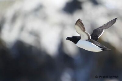 1000 Little Penguins Cruise