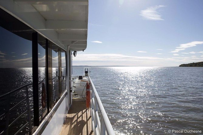 1000 Little Penguins Cruise - What the boat ride feels like for you