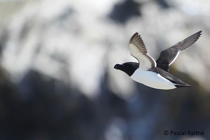 1000 Little Penguins Cruise - Four and a half hours on the St. Lawrence River