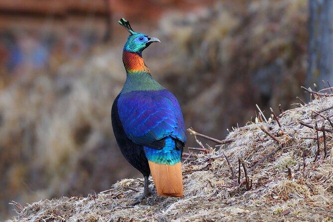 15-Day Bird Watching and Cultural Tour in Bhutan - Why this Bhutan route works for birders
