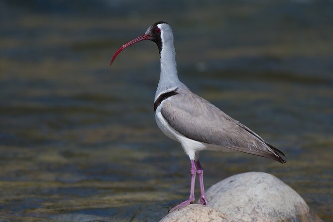 15-Day Bird Watching and Cultural Tour in Bhutan - Days 9 and 10: Bumthang, Yotong La, and Thrimshingla