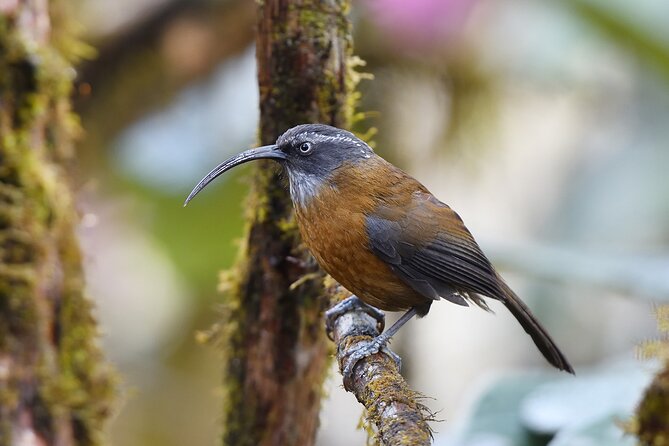 15-Day Bird Watching and Cultural Tour in Bhutan - Days 1 and 2: Paro River and Chele La