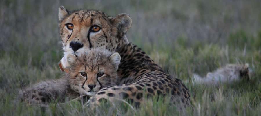2-Day Cape Town Safari with Big 5, Penguins & Cape Agulhas - Key points to know before booking