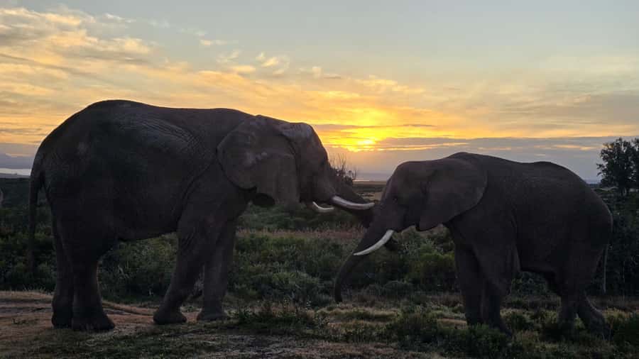 2-Day Cape Town Safari with Big 5, Penguins & Cape Agulhas - Why this two-day route works