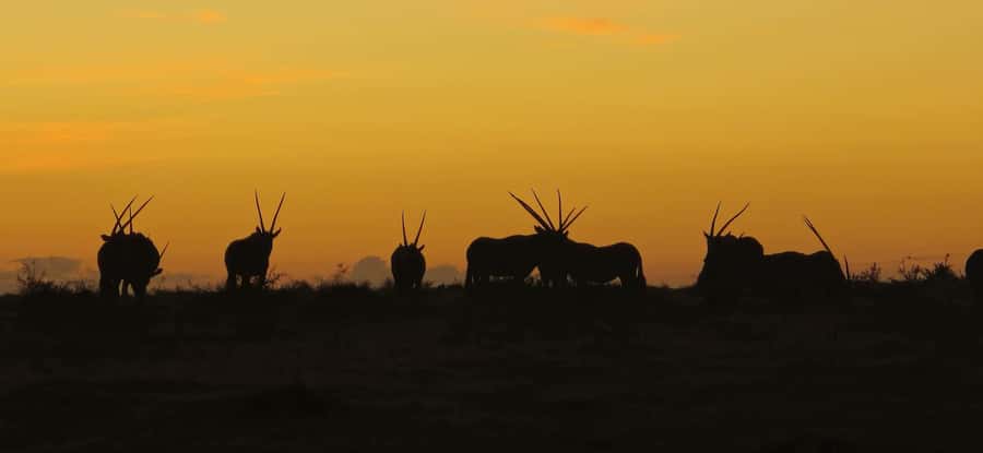 2-Day Cape Town Safari with Big 5, Penguins & Cape Agulhas - Betty’s Bay and the African penguins
