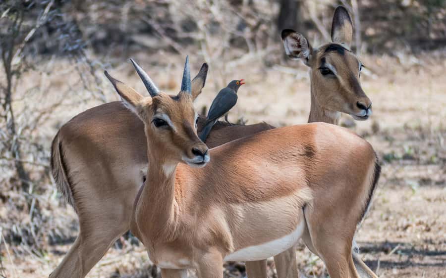 2-Day Cape Town Safari with Big 5, Penguins & Cape Agulhas - Cape Agulhas, the true southernmost point