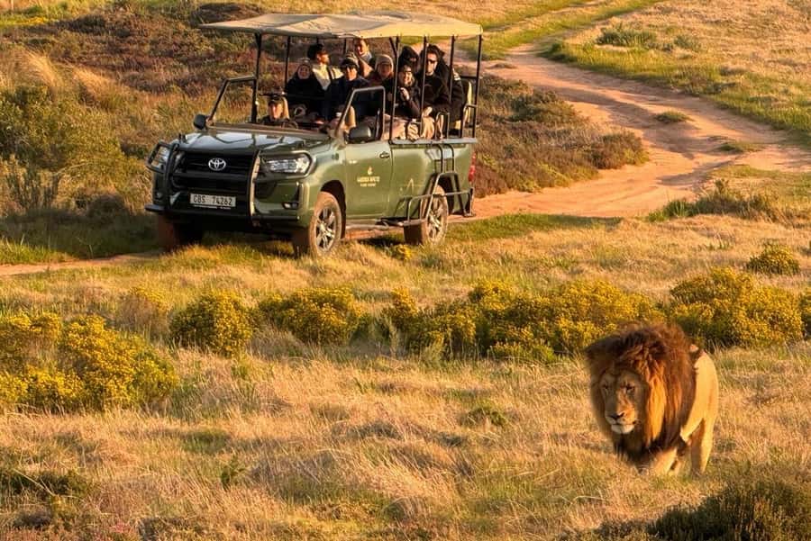 2-Day Cape Town Safari with Big 5, Penguins & Cape Agulhas - The early morning drive and breakfast