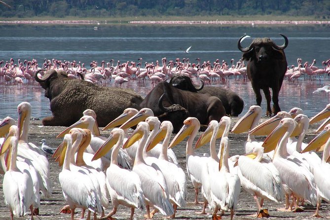 2 Days Flamingo Tour to Lake Bogoria & Lake Nakuru From Nairobi - Key points at a glance