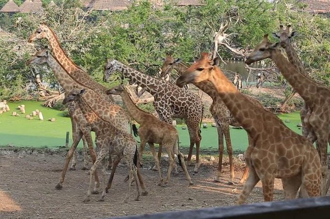 2 Days Flamingo Tour to Lake Bogoria & Lake Nakuru From Nairobi - The Great Rift Valley viewpoint and road to Bogoria