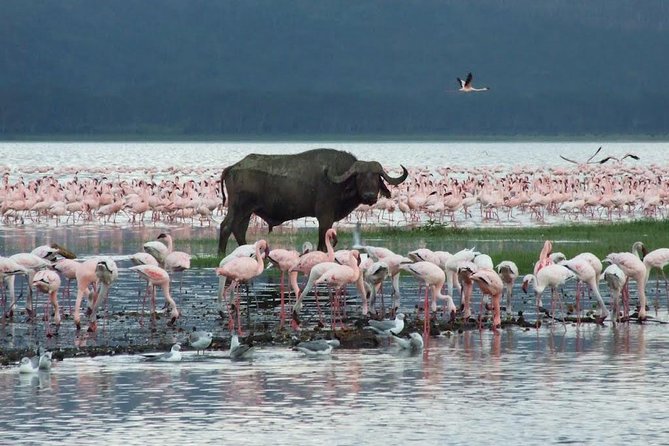 2 Days Flamingo Tour to Lake Bogoria & Lake Nakuru From Nairobi - Morning game drive at Lake Nakuru