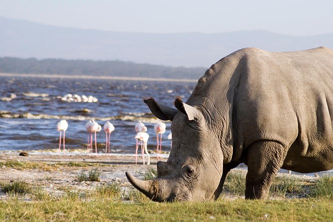 2 Days Flamingo Tour to Lake Bogoria & Lake Nakuru From Nairobi - Is $595 a fair price?