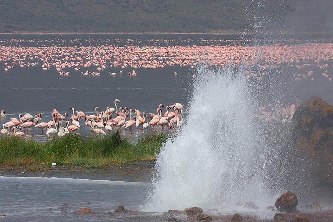 2 Days Flamingo Tour to Lake Bogoria & Lake Nakuru From Nairobi - Lake Bogoria’s flamingos and hot springs