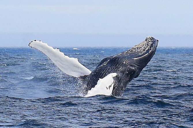 2 Hour Award-Winning Whale and Seabird Boat Tour from St. John's - Signal Hill and Cabot Tower from the water