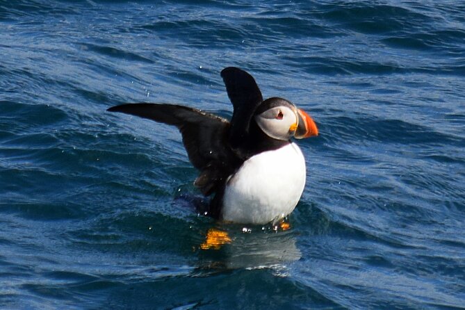2 Hour Award-Winning Whale and Seabird Boat Tour from St. John's - Blackhead Sea Caves and the seabird colonies
