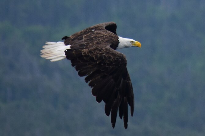 2 Hour Award-Winning Whale and Seabird Boat Tour from St. John's - Whales, sunfish, eagles, and the reality of seasons