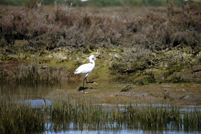 2-hour Bird Watching Guided Boat Trip in Ria Formosa from Faro Algarve - Tide and season can change the entire outing
