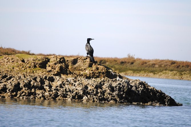 2-hour Bird Watching Guided Boat Trip in Ria Formosa from Faro Algarve - Oyster beds, clam farms, and the working lagoon