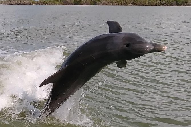 2 Hour Dolphin, Birding and Shelling Tour - Key points before you book