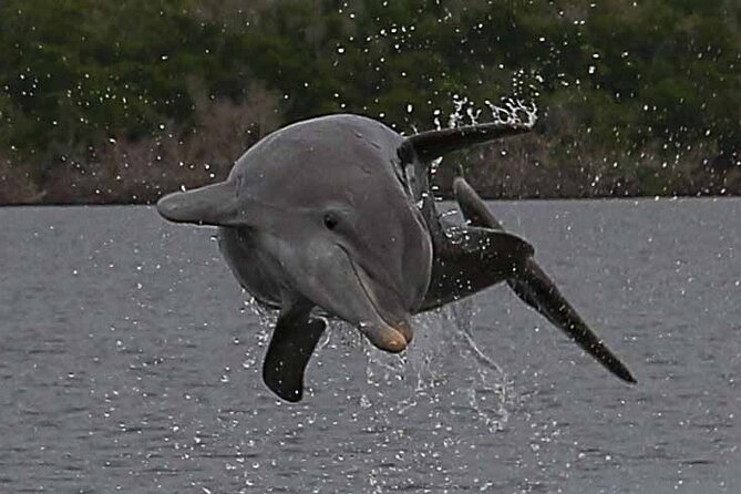 2 Hour Dolphin, Birding and Shelling Tour - Is $109.95 a fair price?
