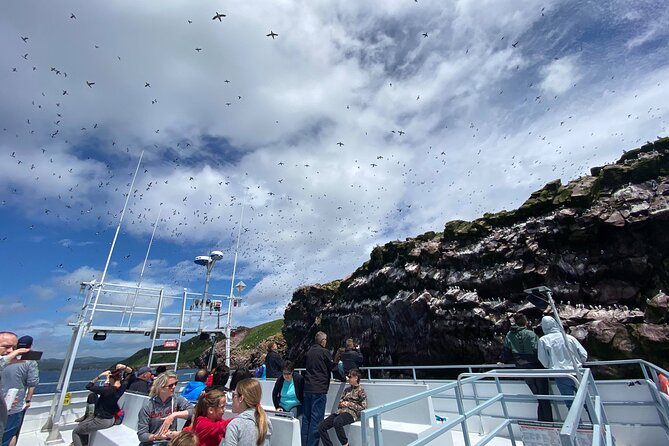 2 Hours Guided Whale and Bird Boat Tour in Bay Bulls - Key points before you book
