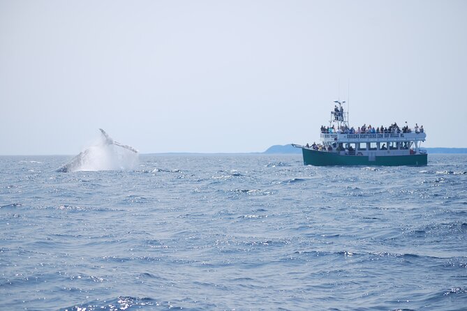 2 Hours Guided Whale and Bird Boat Tour in Bay Bulls - Why the Witless Bay reserve is worth your time