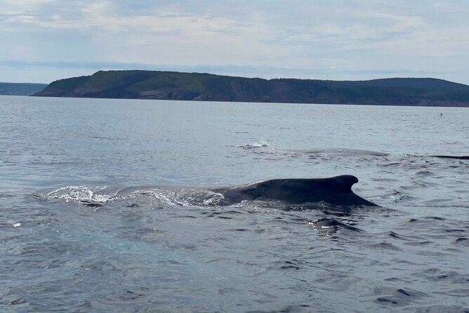 2 Hours Guided Whale and Bird Boat Tour in Bay Bulls - The first sight of the islands