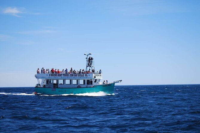 2 Hours Guided Whale and Bird Boat Tour in Bay Bulls - Who will enjoy this boat tour most?