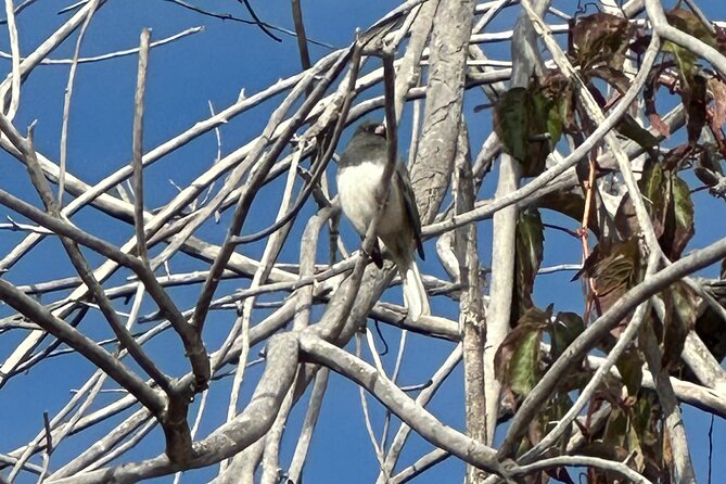 2 Hours of Mindful Bird Watching near Denver - What You Might See at Belmar Park