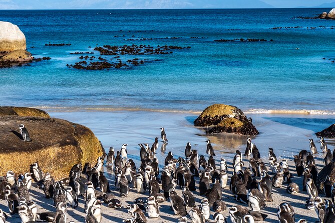 3 Days Private Tour: Cape of Good Hope, Penguins, Table Mountain & Robben Island - The guides make the difference