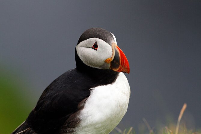 4 Day Mull, Iona and Staffa Puffin Experience from Edinburgh - Day one: Loch Lomond, royal forts and Tobermory