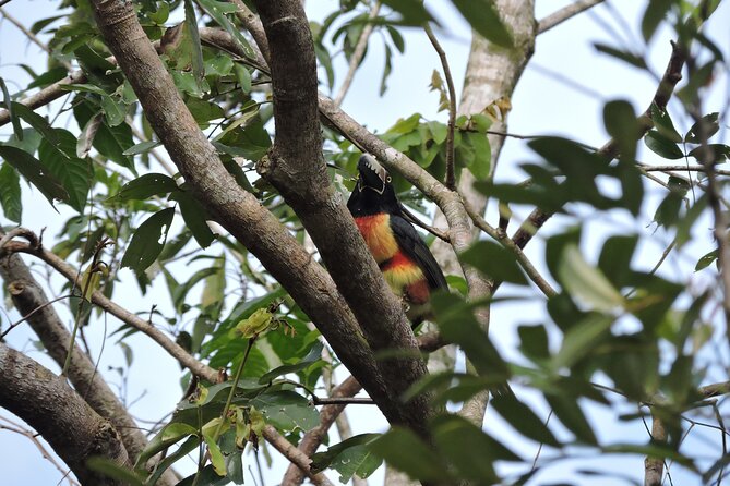 6-Hour Birdwatching Ruta de los Cenotes Playa del Carmen - Key points to know before booking