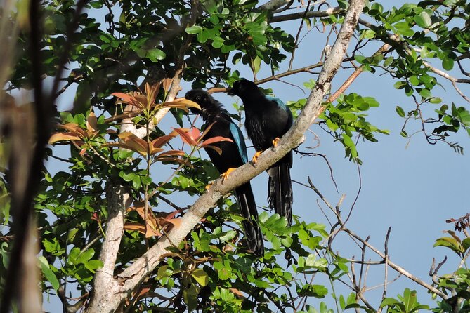 6-Hour Birdwatching Ruta de los Cenotes Playa del Carmen - Why this Playa del Carmen bird tour starts so early