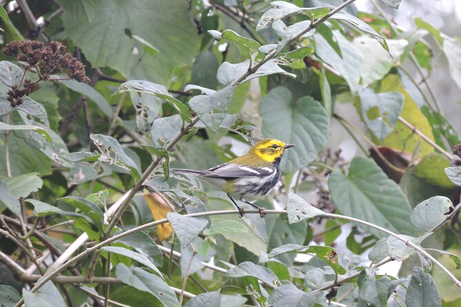6-Hour Birdwatching Ruta de los Cenotes Playa del Carmen - How much value does the $165 price offer?