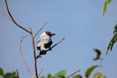 6-Hour Birdwatching Ruta de los Cenotes Playa del Carmen