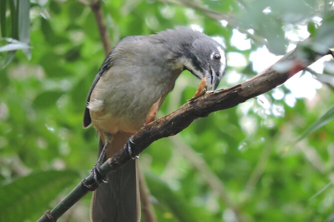 6-Hour Birdwatching Ruta de los Cenotes Playa del Carmen - Who will enjoy this six-hour birdwatching outing?