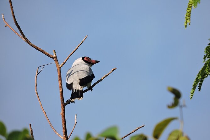6-Hour Birdwatching Ruta de los Cenotes Playa del Carmen - Walking the first trails near Ruta de los Cenotes