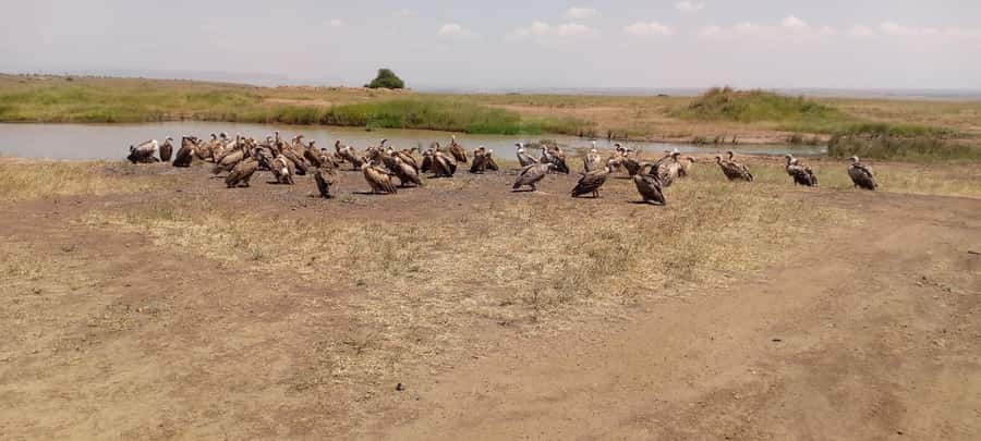 6hrs of Birdwatching in Nairobi National park - Why Nairobi National Park works for birdwatching