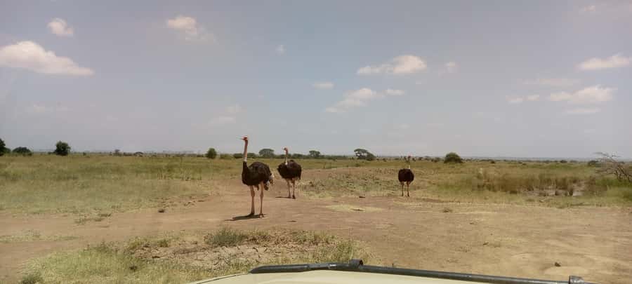 6hrs of Birdwatching in Nairobi National park - Wetlands, dams, and the best place to pause