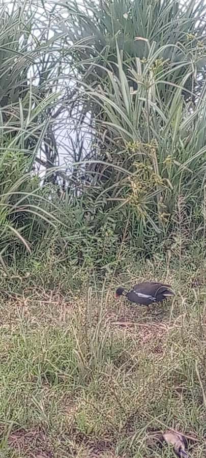 6hrs of Birdwatching in Nairobi National park - Open grassland and the chance for larger wildlife