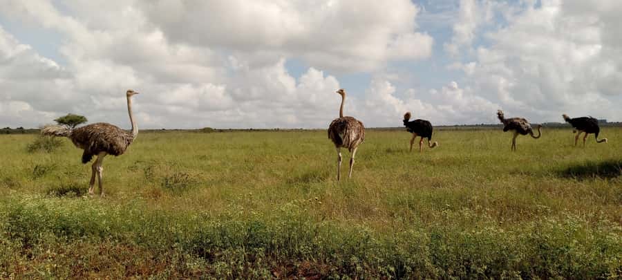 6hrs of Birdwatching in Nairobi National park - The bird list is a useful extra