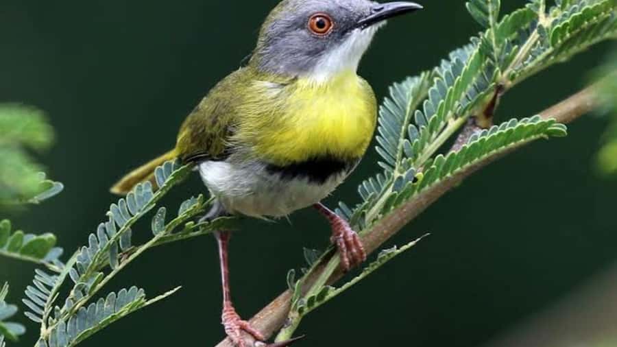 6hrs of Birdwatching in Nairobi National park - Starting early from your Nairobi accommodation