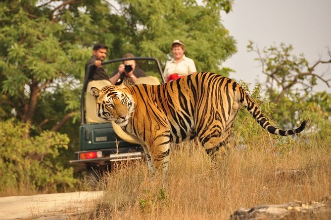 7 Day Golden Triangle Tour with Wildlife-Taj Mahal Tigers & Birds - Day seven: Your choice of Jaipur airport or Delhi