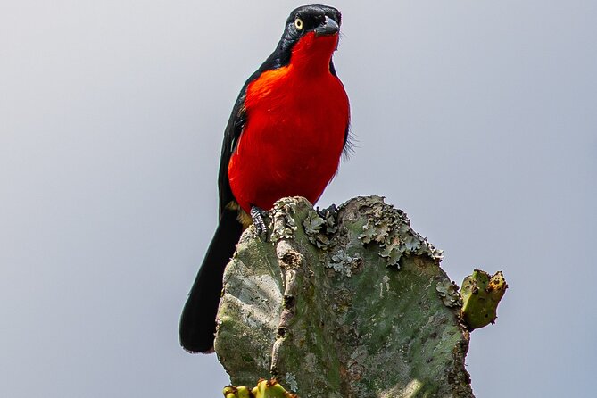 7 Days Uganda Birding and Wildlife - Key points to know before booking