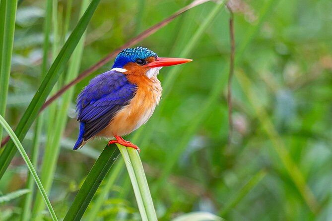 7 Days Uganda Birding and Wildlife - Why this seven-day route works for birders